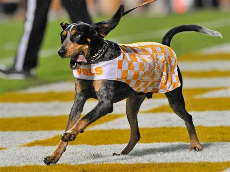 Tennessee smoky dog mascot